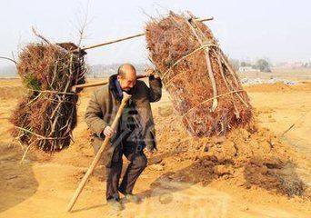 如果有一天我老无所依，请及时把我埋在黄土里