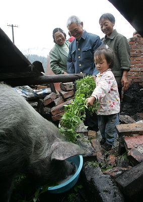 “朱坚强”再坚强也只是一头猪而已!