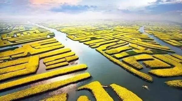 兴化奇观：全球独一无二的水上油菜花海