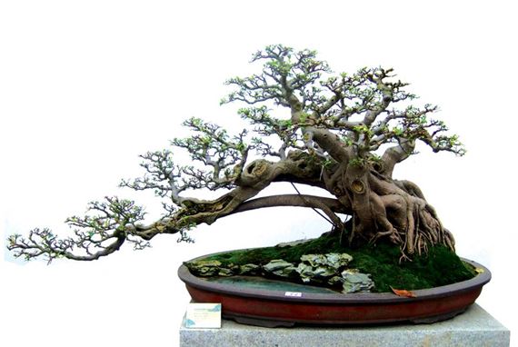 “5道杠”美则美矣（图）