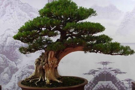 “5道杠”美则美矣（图）