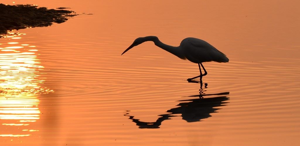 早起的鸟儿有虫吃