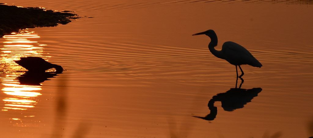 早起的鸟儿有虫吃