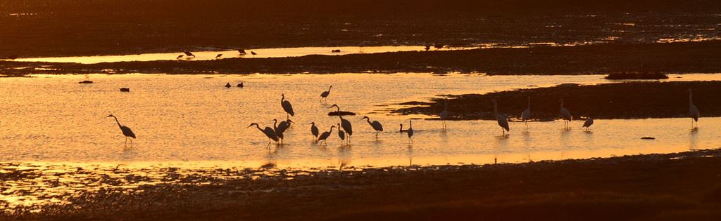 早起的鸟儿有虫吃