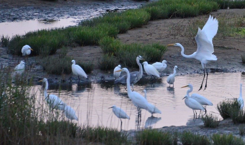 早起的鸟儿有虫吃