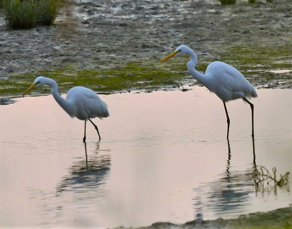 早起的鸟儿有虫吃