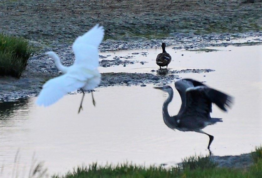 早起的鸟儿有虫吃