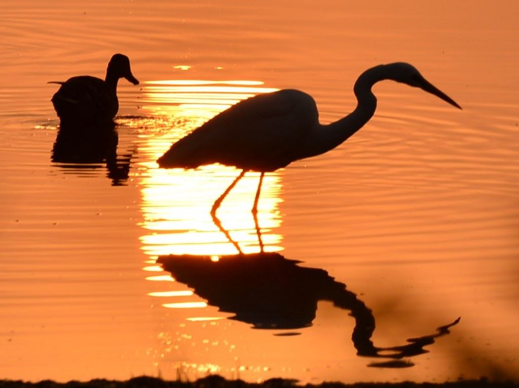 早起的鸟儿有虫吃