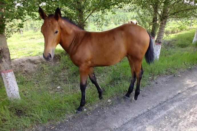 张北还有什么旅游景点？