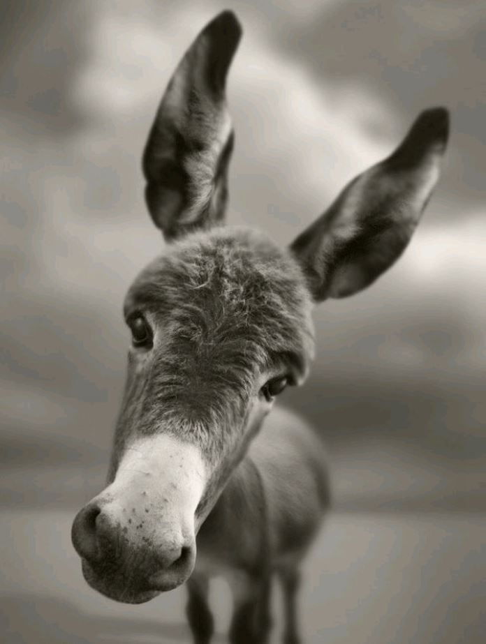 反转再反转，兽皮挽红颜