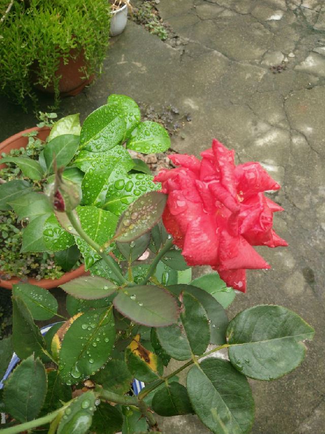 黄梅时节家家雨