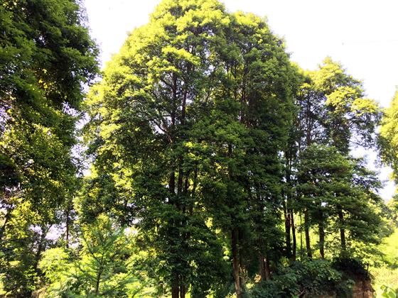 永川旅游将会让世界侧目