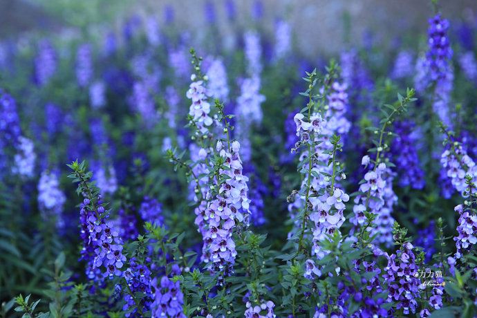 【北京】黑天鹅数千元的“贵族”蛋糕