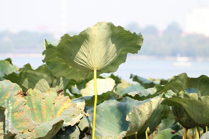 实拍：大明湖寻找我的夏雨荷