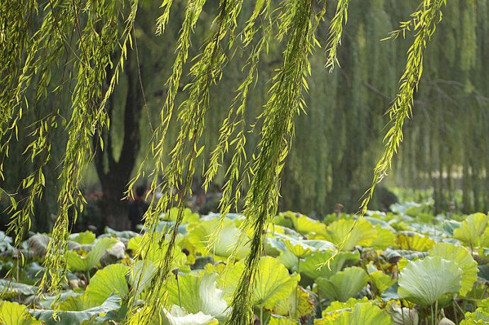 实拍：大明湖寻找我的夏雨荷