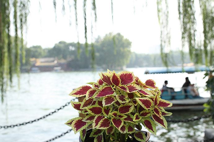 实拍：大明湖寻找我的夏雨荷