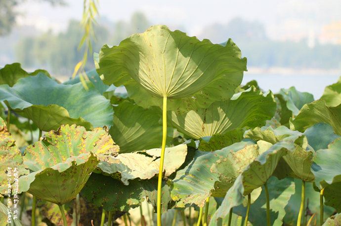 实拍：大明湖寻找我的夏雨荷