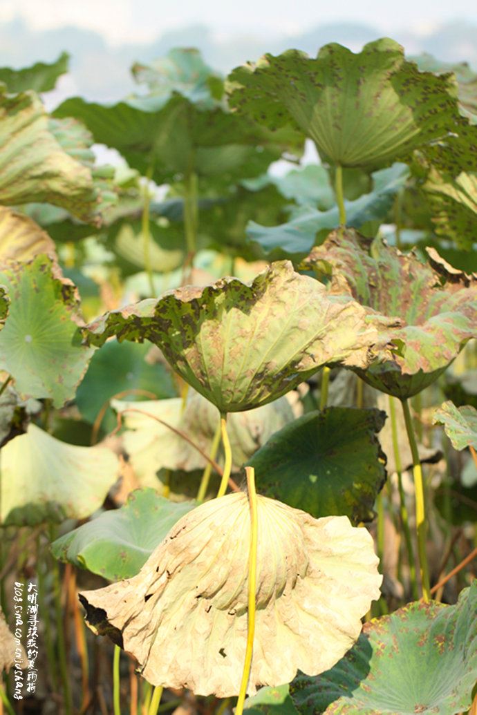 实拍：大明湖寻找我的夏雨荷