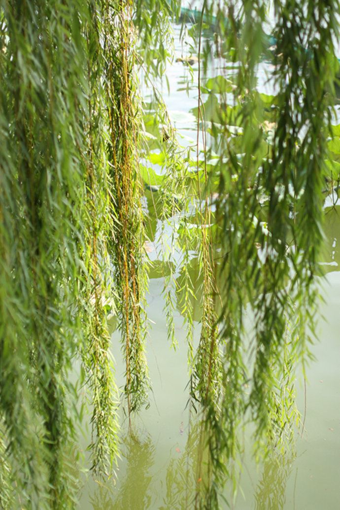 实拍：大明湖寻找我的夏雨荷