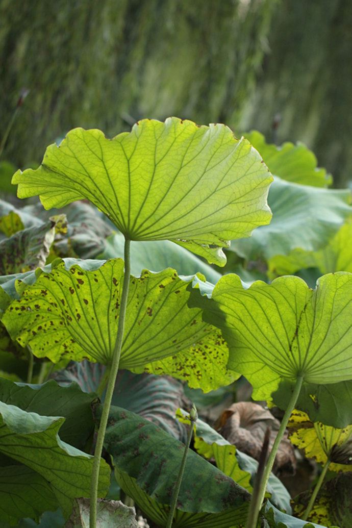 实拍：大明湖寻找我的夏雨荷