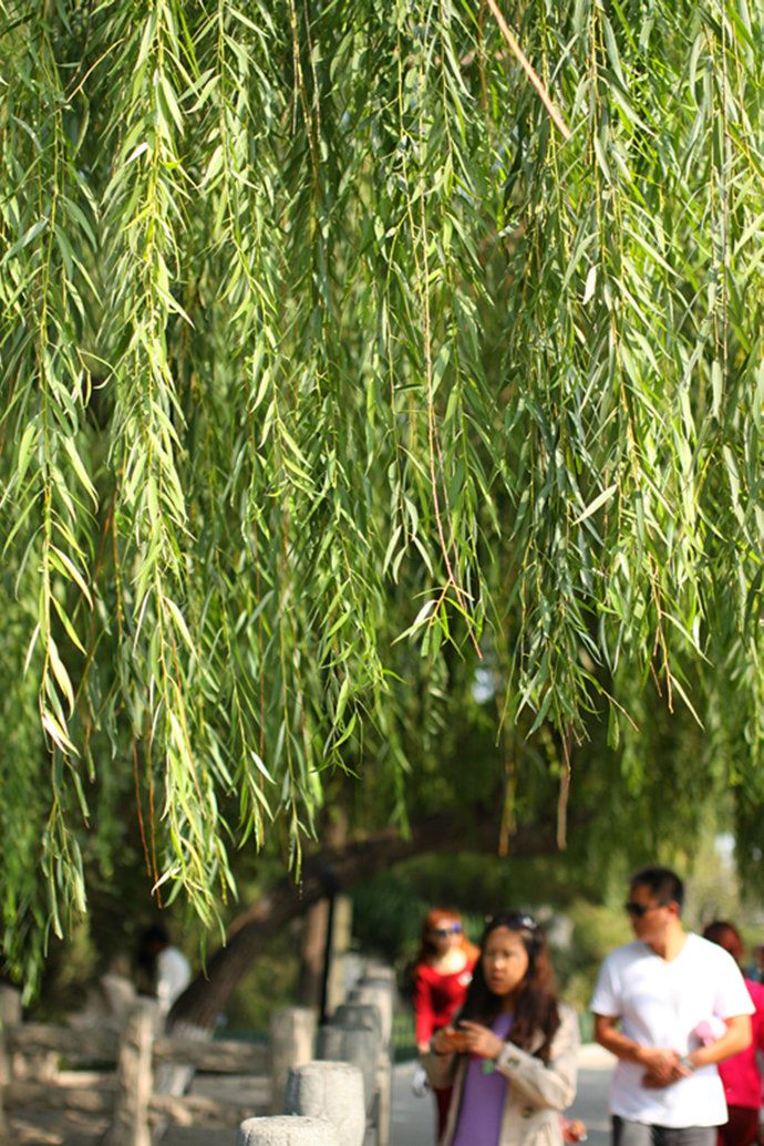实拍：大明湖寻找我的夏雨荷