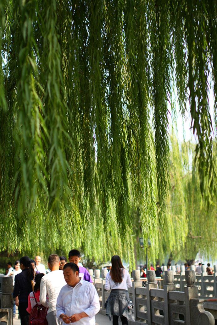 实拍：大明湖寻找我的夏雨荷