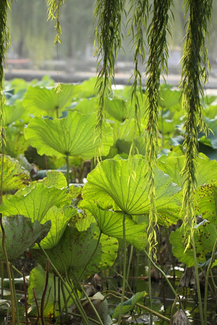 实拍：大明湖寻找我的夏雨荷