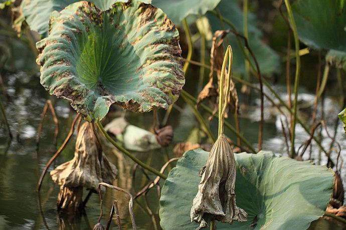 实拍：大明湖寻找我的夏雨荷