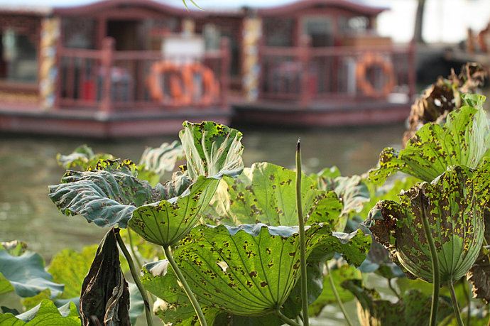 实拍：大明湖寻找我的夏雨荷