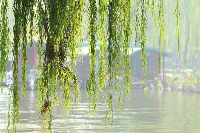 实拍：大明湖寻找我的夏雨荷