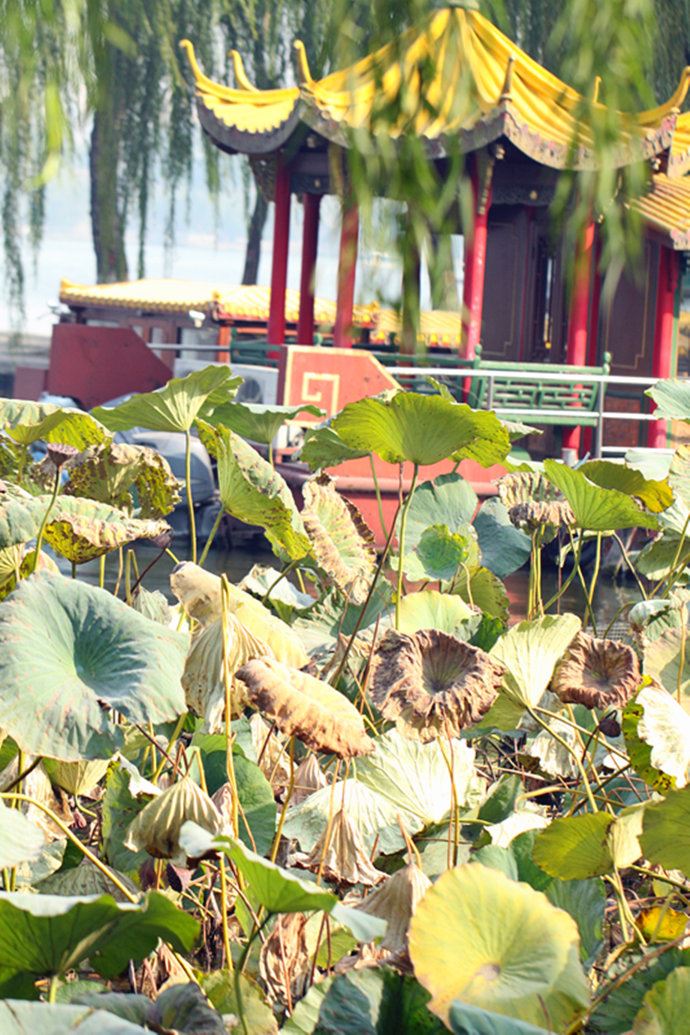 实拍：大明湖寻找我的夏雨荷