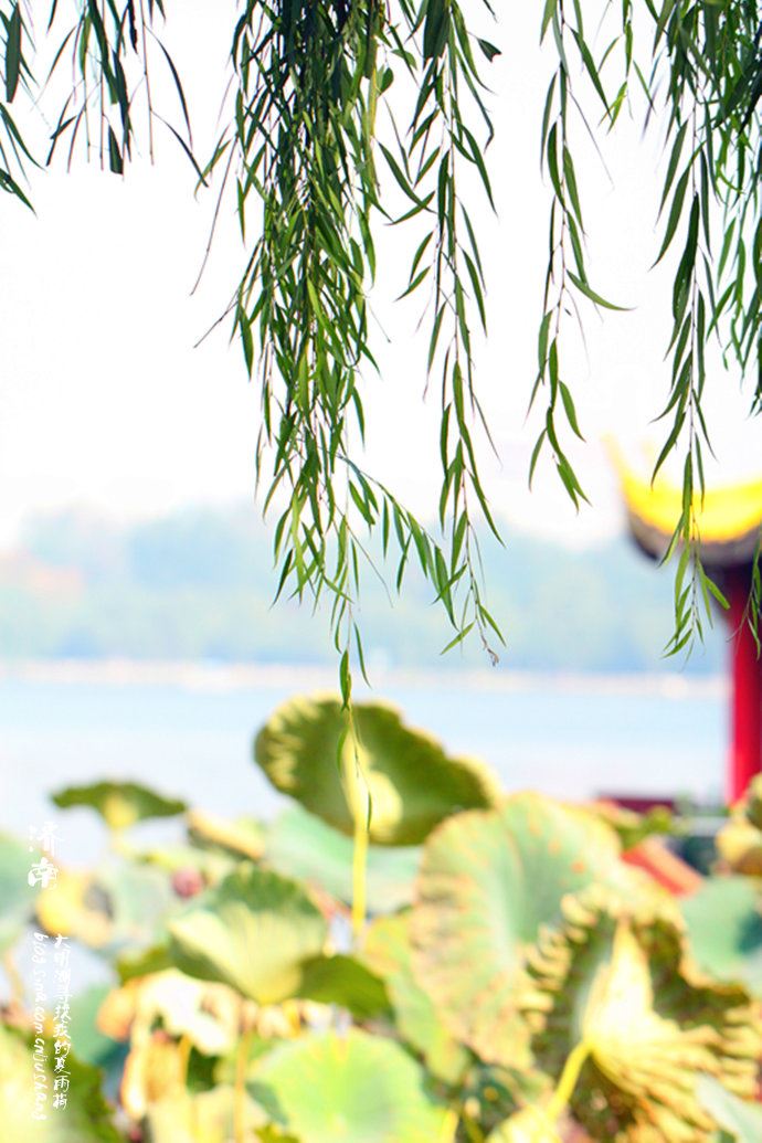 实拍：大明湖寻找我的夏雨荷