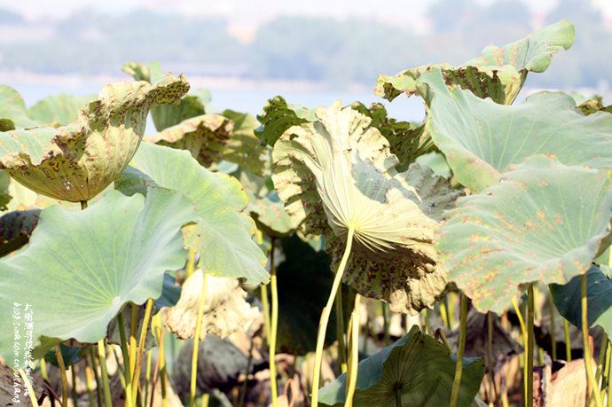 实拍：大明湖寻找我的夏雨荷