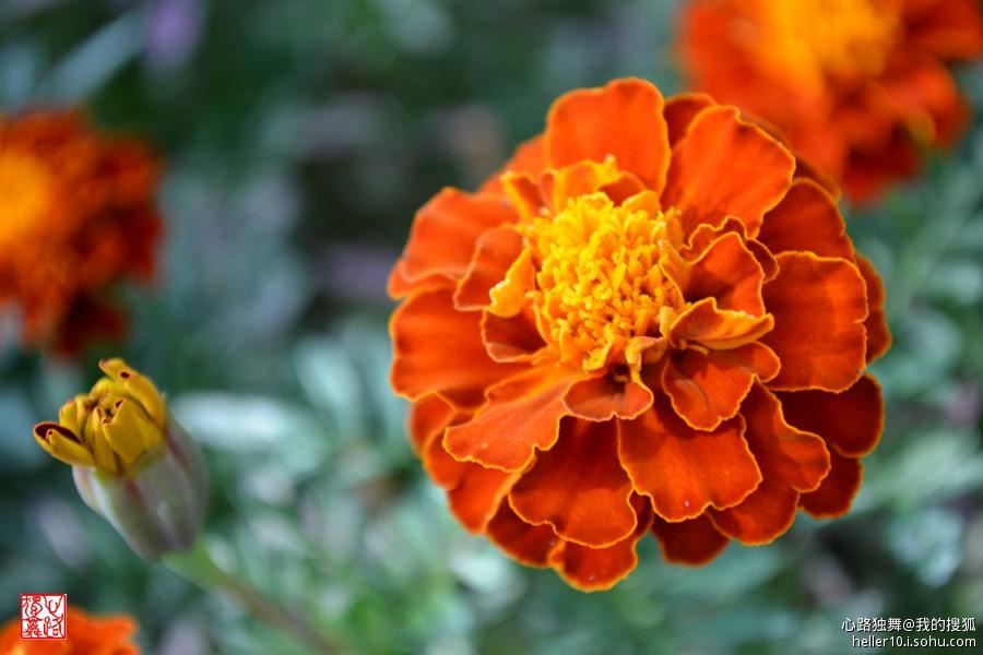 红尘俗事皆自扰