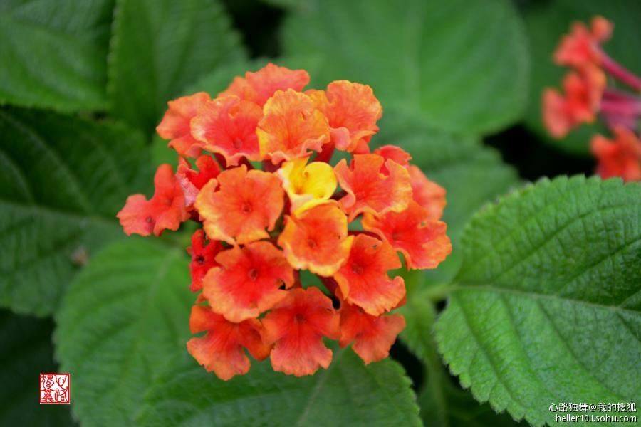 红尘俗事皆自扰