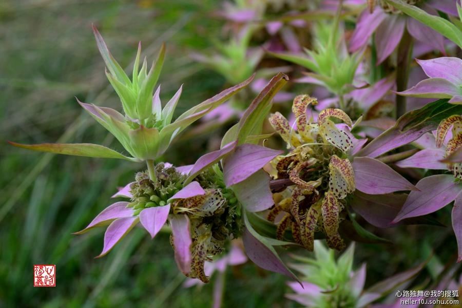 红尘俗事皆自扰