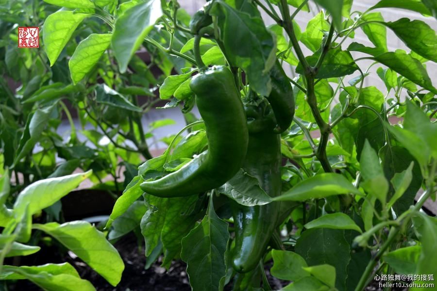 红尘俗事皆自扰