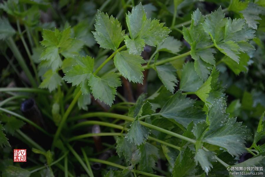 红尘俗事皆自扰