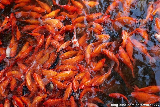 西湖十景之花港观鱼