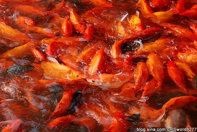 西湖十景之花港观鱼