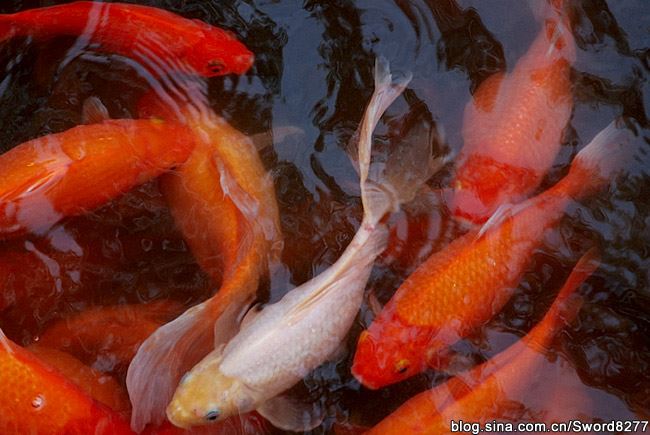 西湖十景之花港观鱼