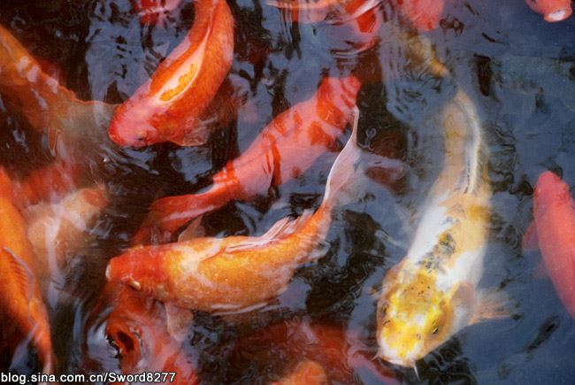 西湖十景之花港观鱼