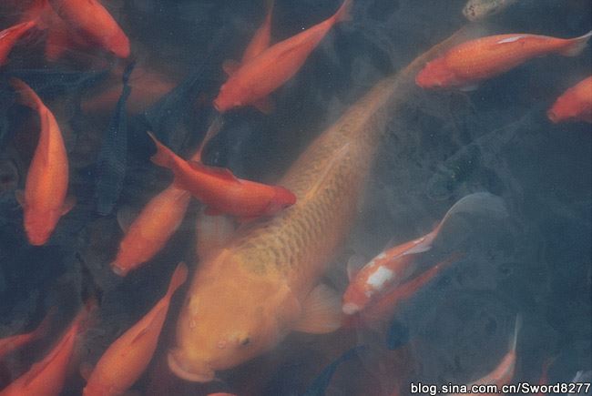 西湖十景之花港观鱼