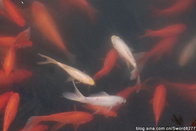 西湖十景之花港观鱼