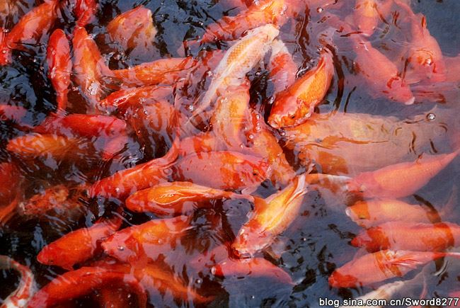 西湖十景之花港观鱼