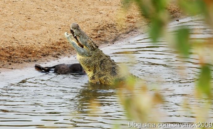 「东非大迁徙」“神的年度大戏”-“天国之渡”烧脑谜题