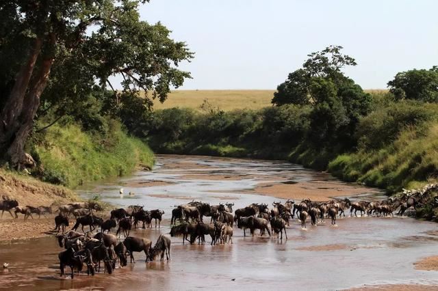 「东非大迁徙」“神的年度大戏”-“天国之渡”烧脑谜题