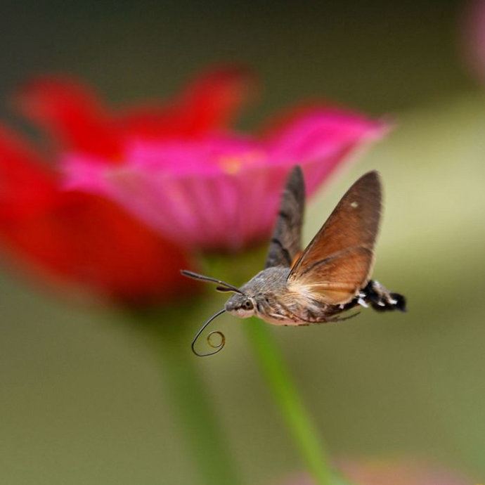 昆虫世界里的“四不像”——蜂鸟鹰蛾