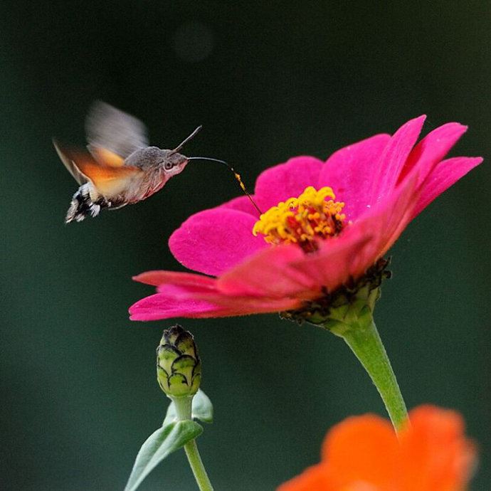 昆虫世界里的“四不像”——蜂鸟鹰蛾