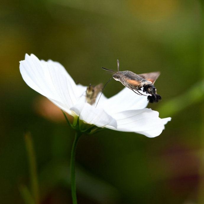 昆虫世界里的“四不像”——蜂鸟鹰蛾